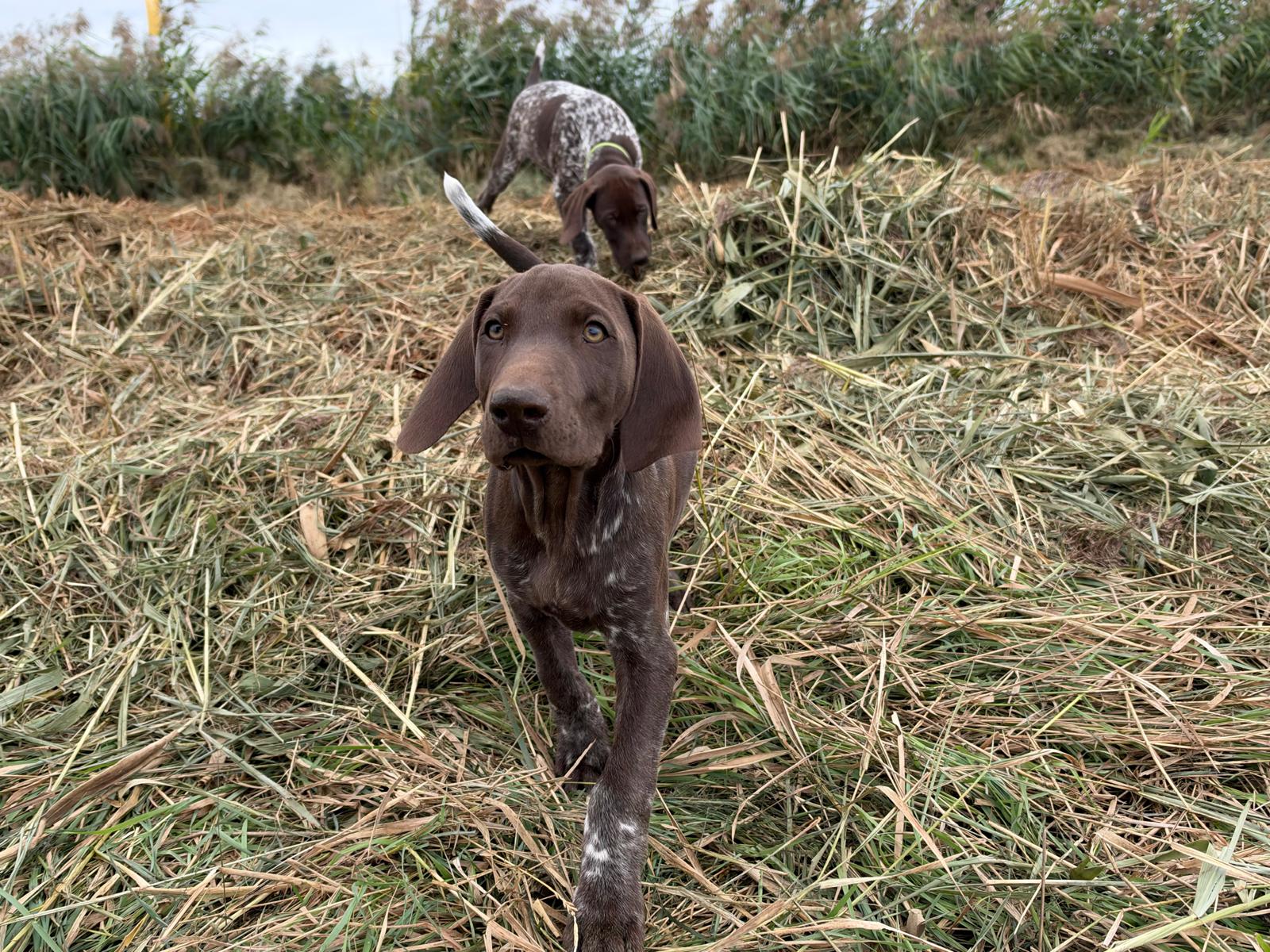 Duke – Braunschimmel Rüde aus dem D-Wurf vom Schradenwald