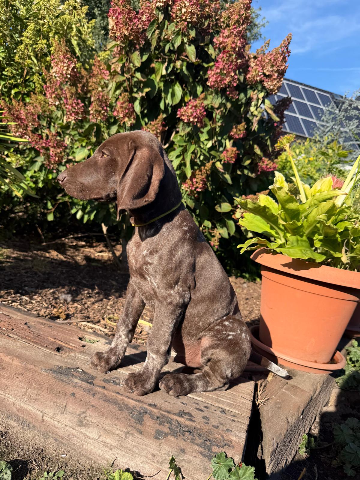 Duke – Braunschimmel Rüde aus dem D-Wurf vom Schradenwald