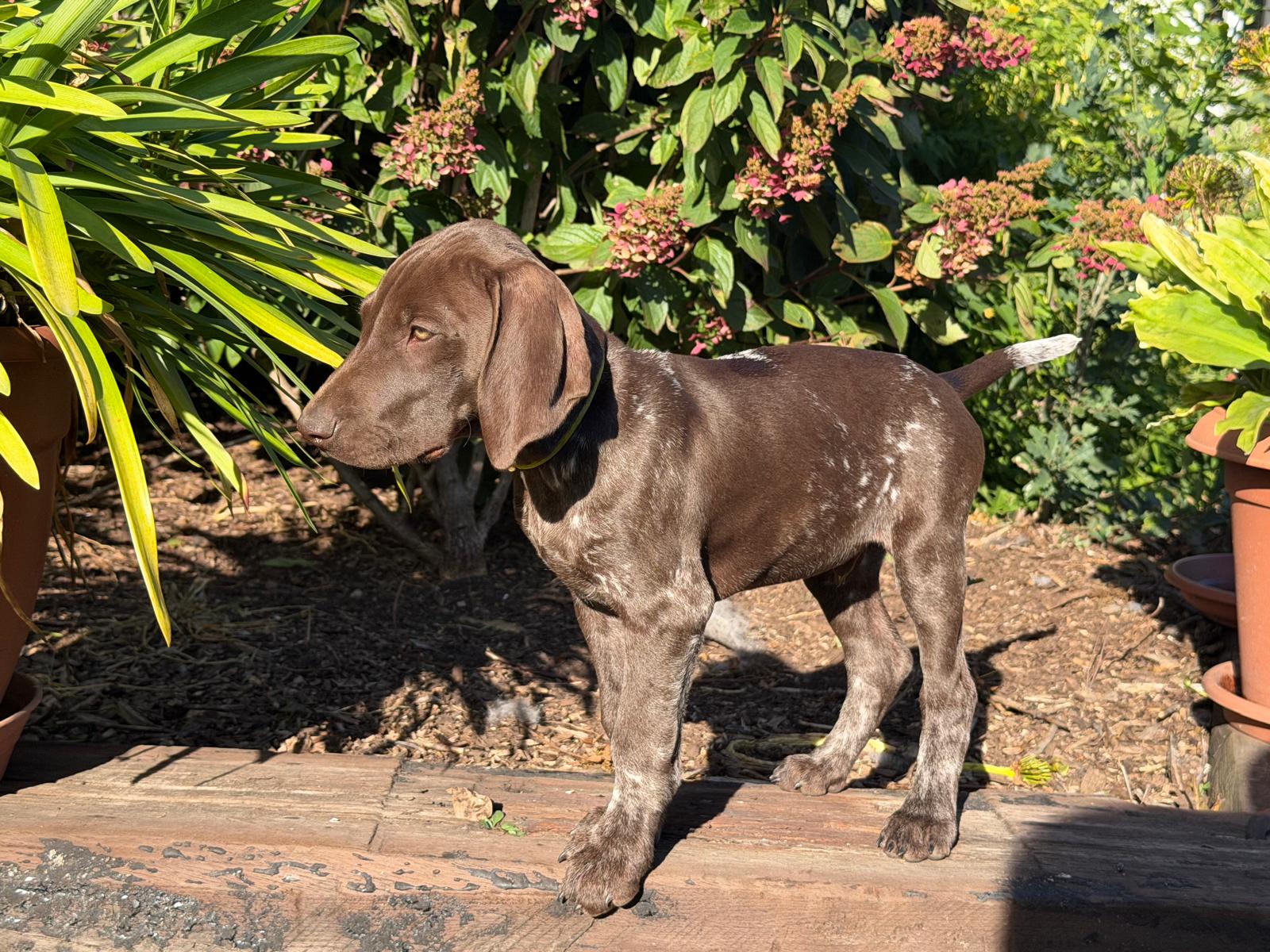 Duke – Braunschimmel Rüde aus dem D-Wurf vom Schradenwald