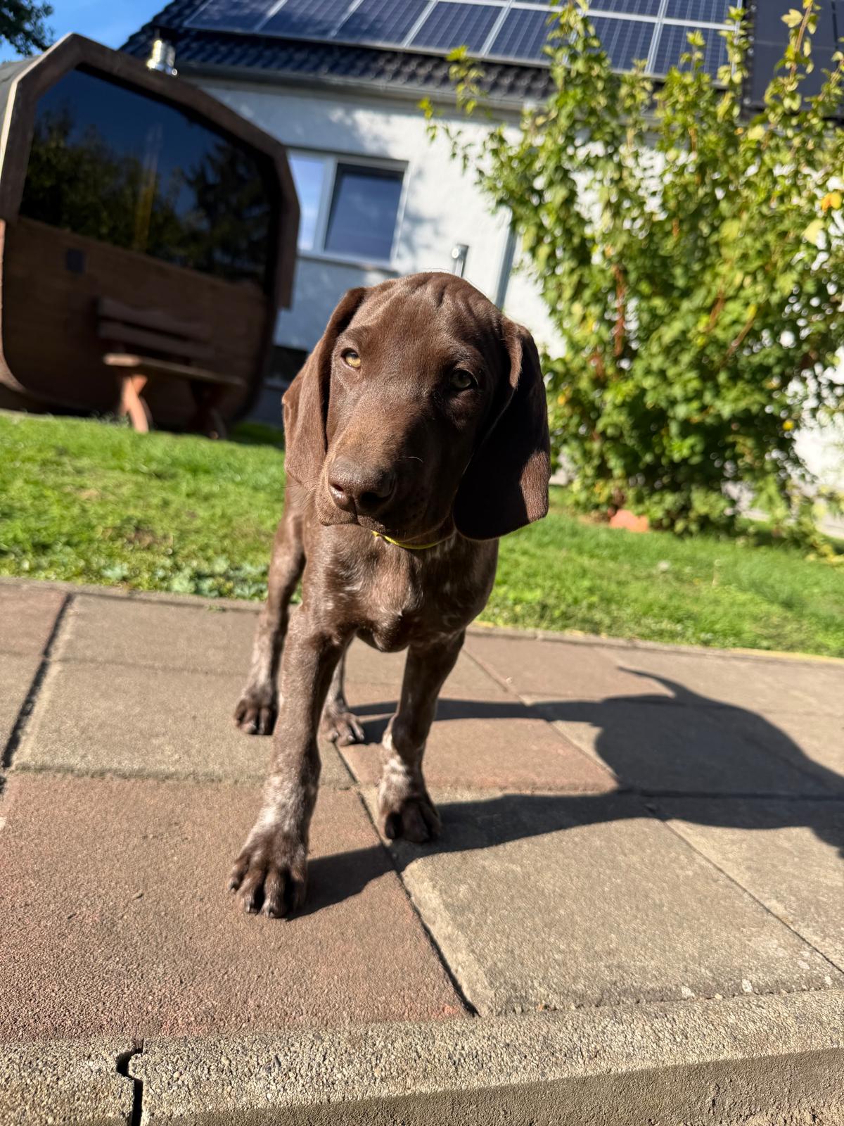 Duke – Braunschimmel Rüde aus dem D-Wurf vom Schradenwald